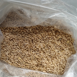 grains of oats